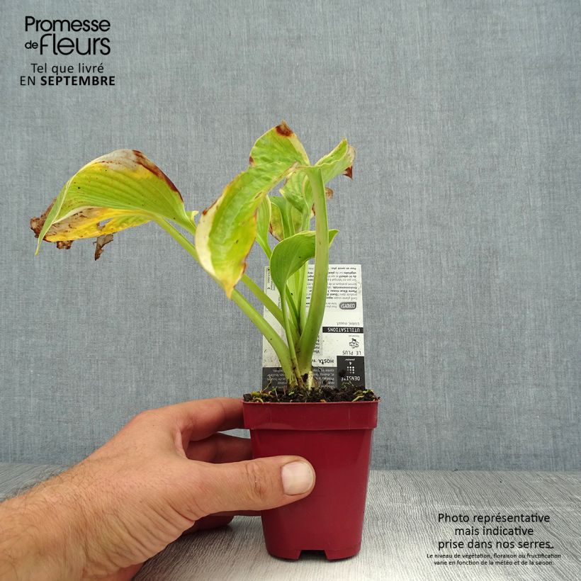 Exemplaar van Hosta sieboldiana Frances Williams - Hartlelie Kweekpotje van 8/9 cm zoals geleverd in de zomer
