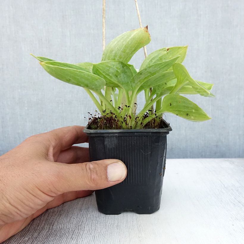Exemplaar van Hosta sieboldiana - Hartlelie Kweekpotje van 8/9 cm zoals geleverd in de zomer