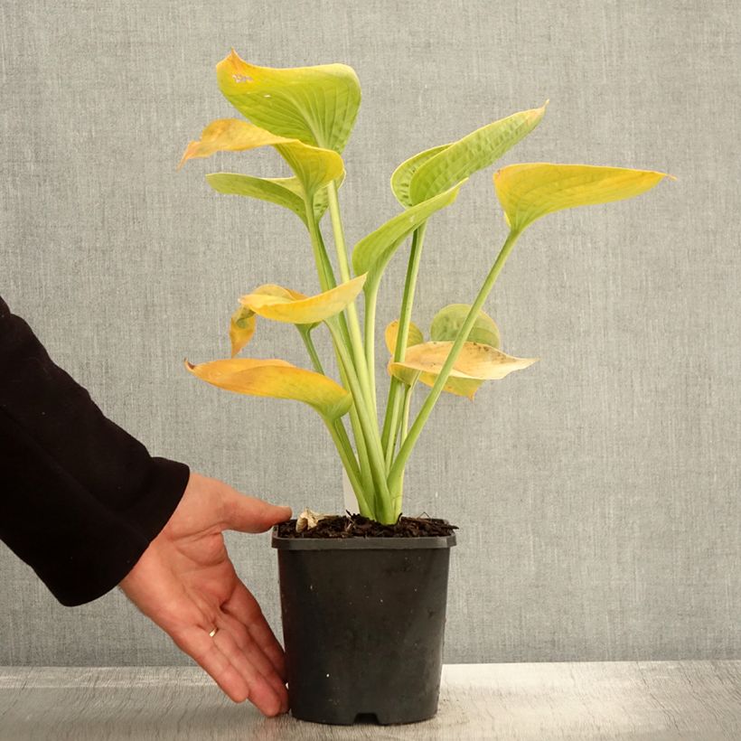 Exemplaar van Hosta sieboldiana elegans - Hartlelie Pot van 1,5 l/2 l zoals geleverd in de herfst