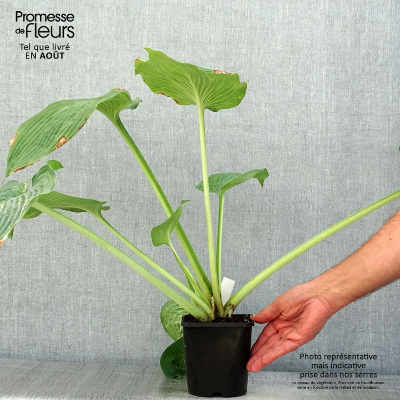 Exemplaar van Hosta sieboldiana elegans - Hartlelie Pot van 1,5 l/2 l zoals geleverd in de zomer