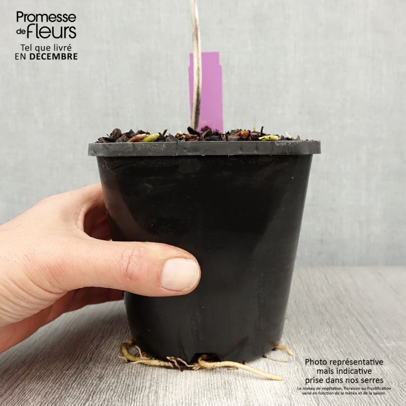 Example of Hosta sieboldiana var. elegans Pot van 1,5 l/2 l as you get in hiver