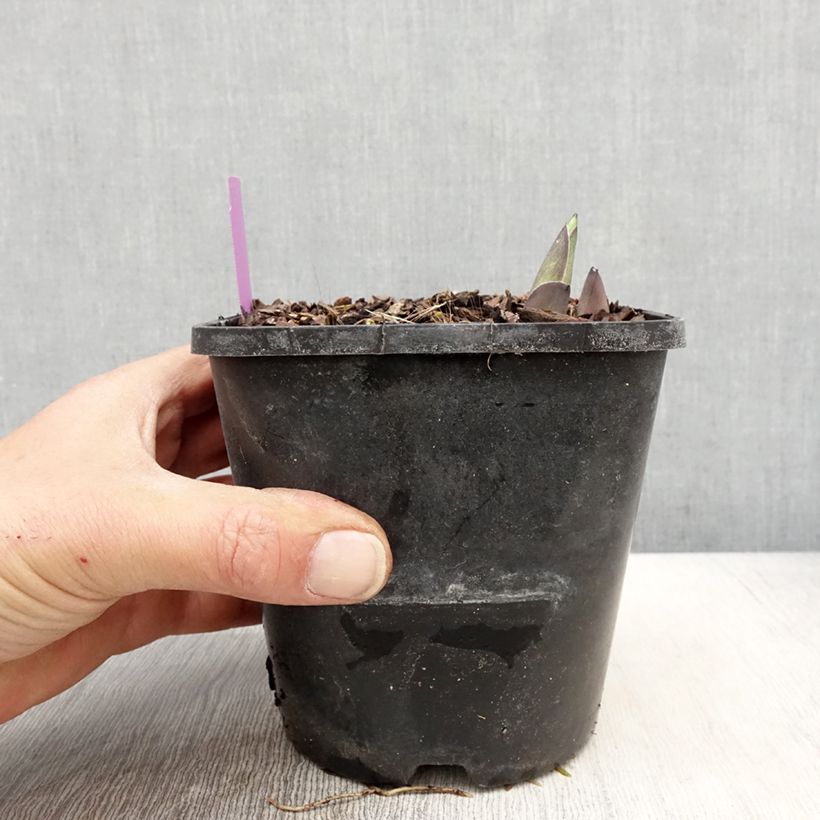 Exemplaar van Hosta sieboldiana elegans - Hartlelie Pot van 1,5 l/2 l zoals geleverd in de lente