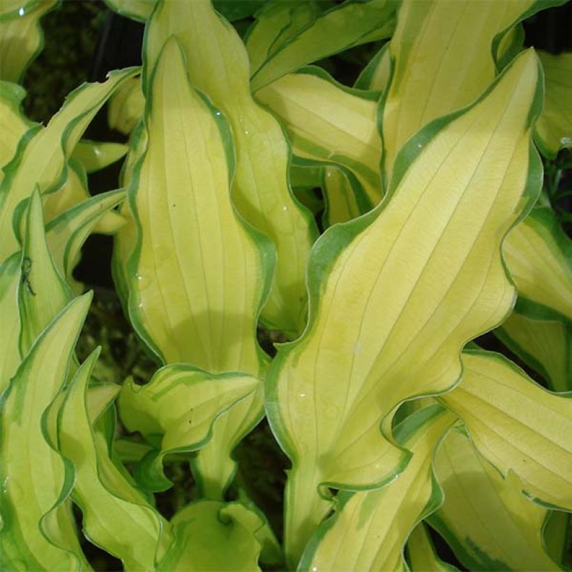 Hosta sieboldii Kabitan - Hartlelie (Foliage)
