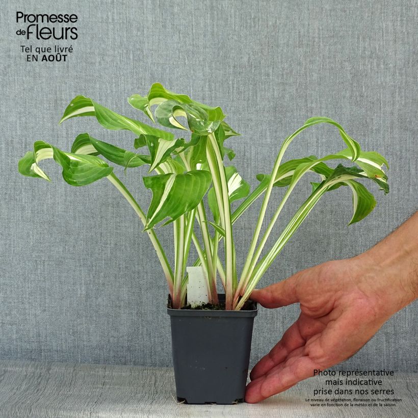 Exemplaar van Hosta sieboldii Kabitan - Hartlelie Kweekpotje van 8/9 cm zoals geleverd in de zomer