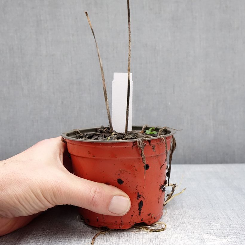 Exemplaar van Hosta Silly String - Hartlelie Pot van 12 cm / 13 cm zoals geleverd in de winter