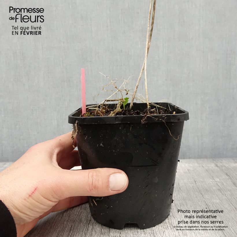 Example of Hosta Sizzle Pot van 1,5 l/2 l as you get in hiver