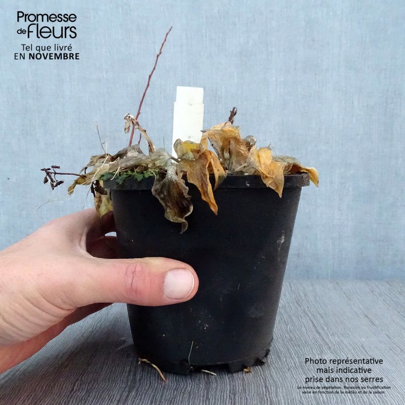Exemplaar van Hosta Smiling Mouse - Hartlelie Pot van 1,5 l/2 l zoals geleverd in de herfst