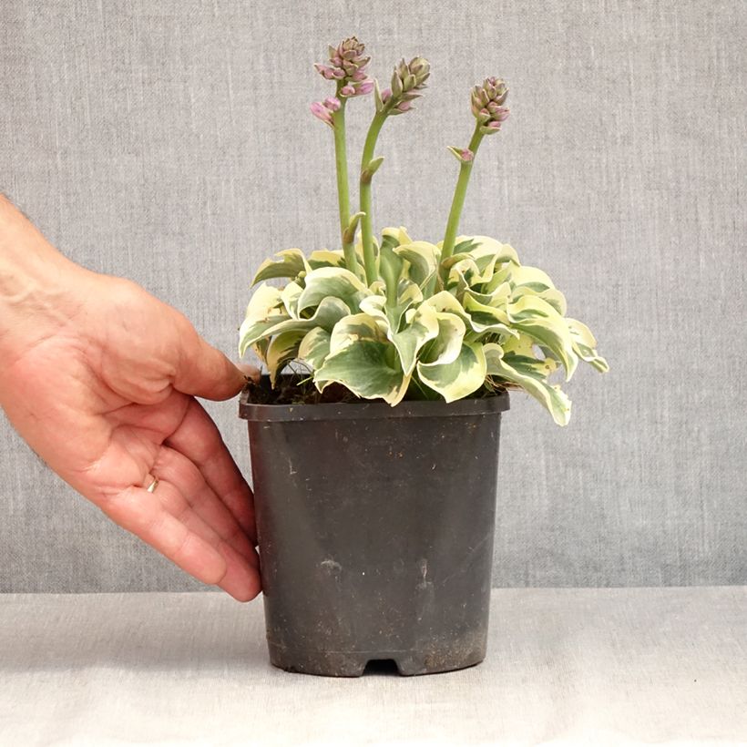 Exemplaar van Hosta Smiling Mouse - Hartlelie Pot van 1,5 l/2 l zoals geleverd in de zomer