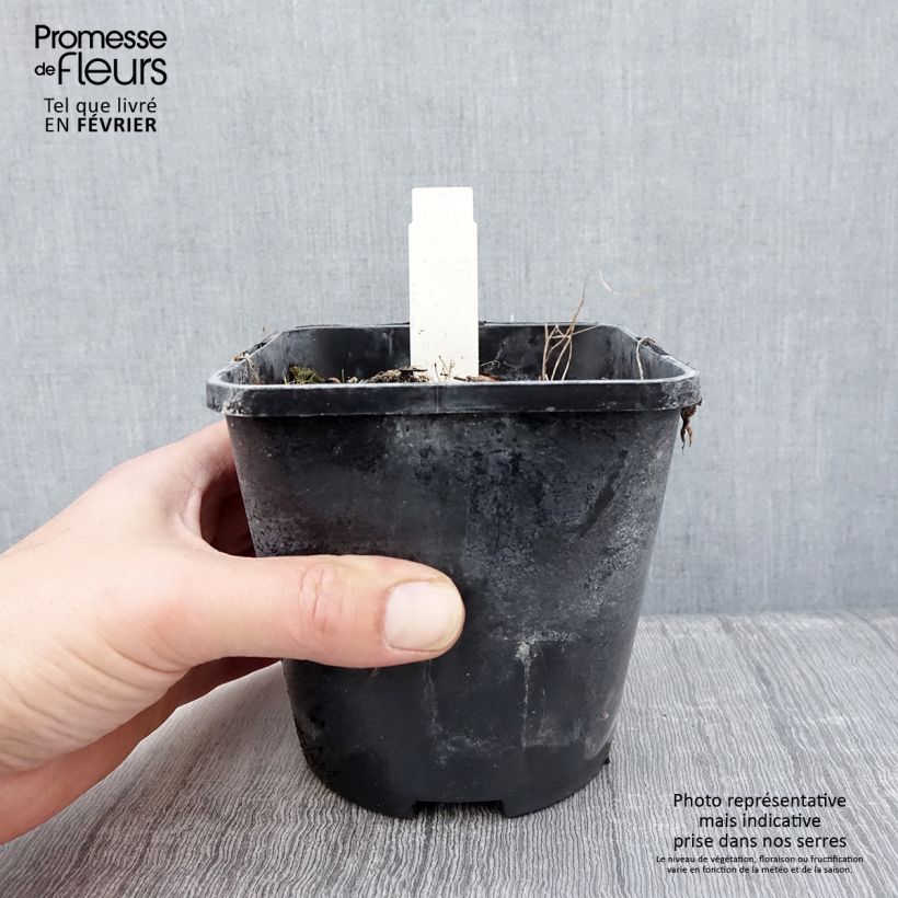 Example of Hosta Smiling Mouse Pot van 1,5 l/2 l as you get in hiver