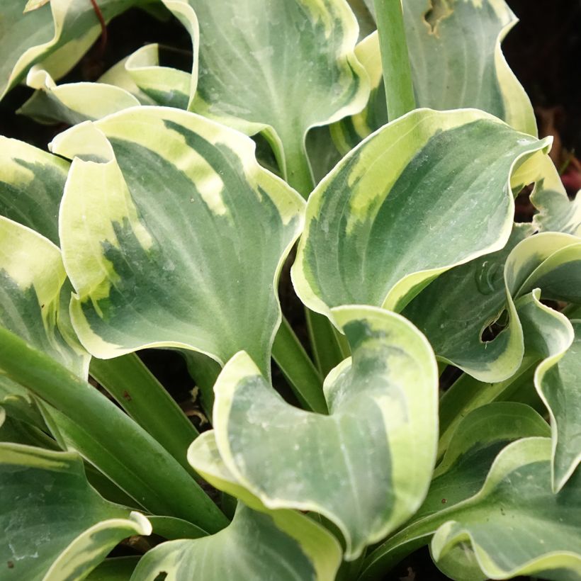Hosta Smiling Mouse - Hartlelie (Blad)