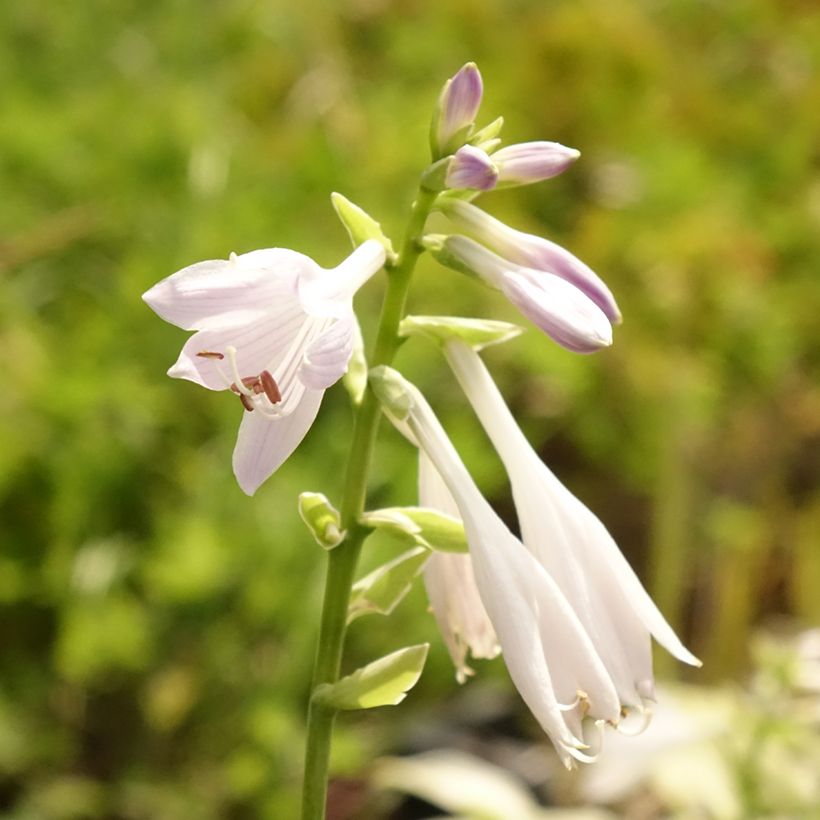 Hosta So Sweet - Hartlelie (Bloei)