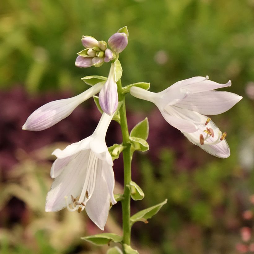 Hosta So Sweet - Hartlelie (Blad)