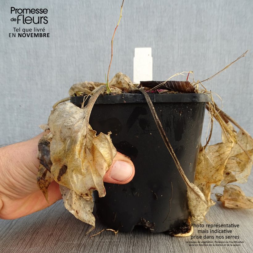 Exemplaar van Hosta Sorbet - Hartlelie Pot van 1,5 l/2 l zoals geleverd in de herfst