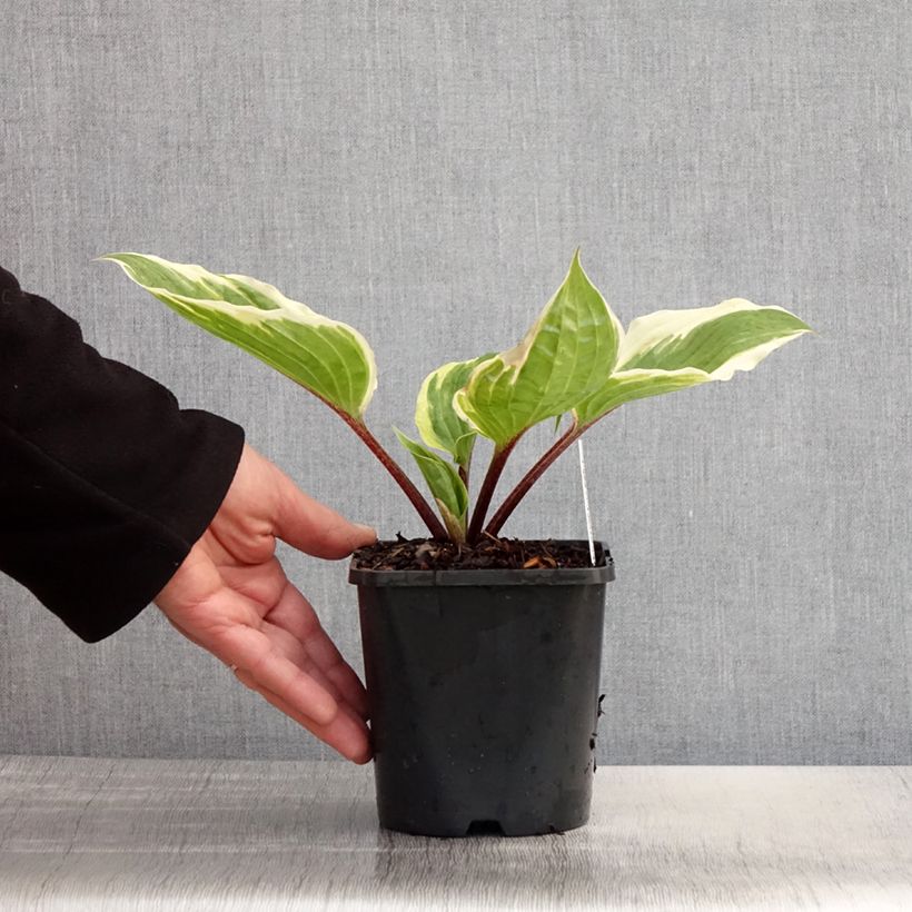 Exemplaar van Hosta Sorbet - Hartlelie Pot van 1,5 l/2 l zoals geleverd in de lente