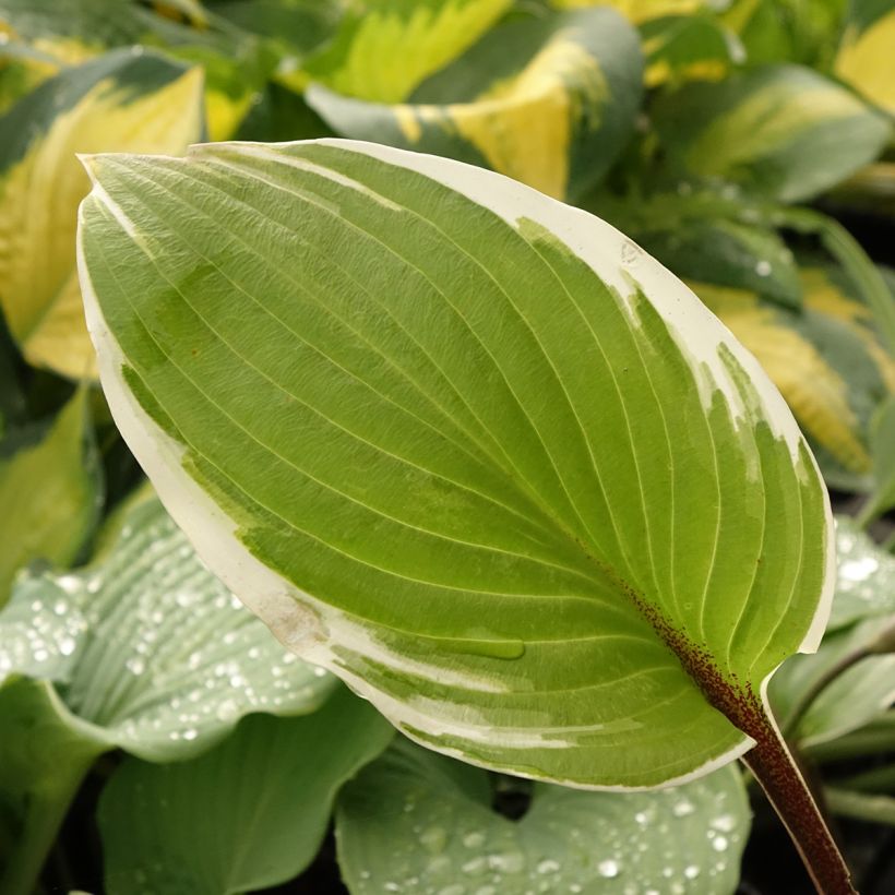 Hosta Sorbet - Hartlelie (Blad)