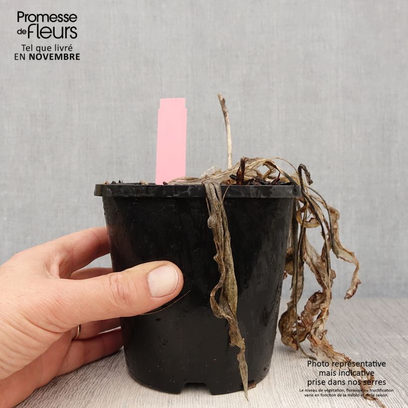 Exemplaar van Hosta Spartacus - Hartlelie Pot van 1,5 l/2 l zoals geleverd in de herfst