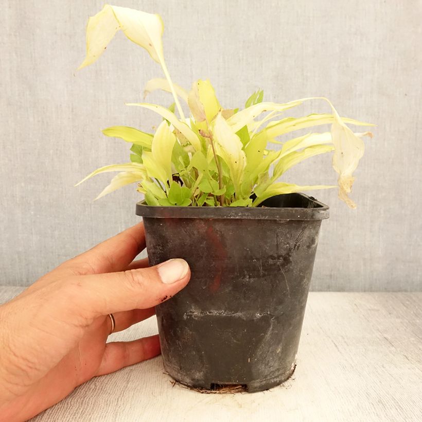 Exemplaar van Hosta Spritzer - Hartlelie Pot van 1,5 l/2 l zoals geleverd in de zomer