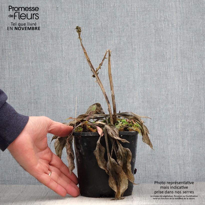 Exemplaar van Hosta Stand by Me - Hartlelie Pot van 1,5 l/2 l zoals geleverd in de herfst