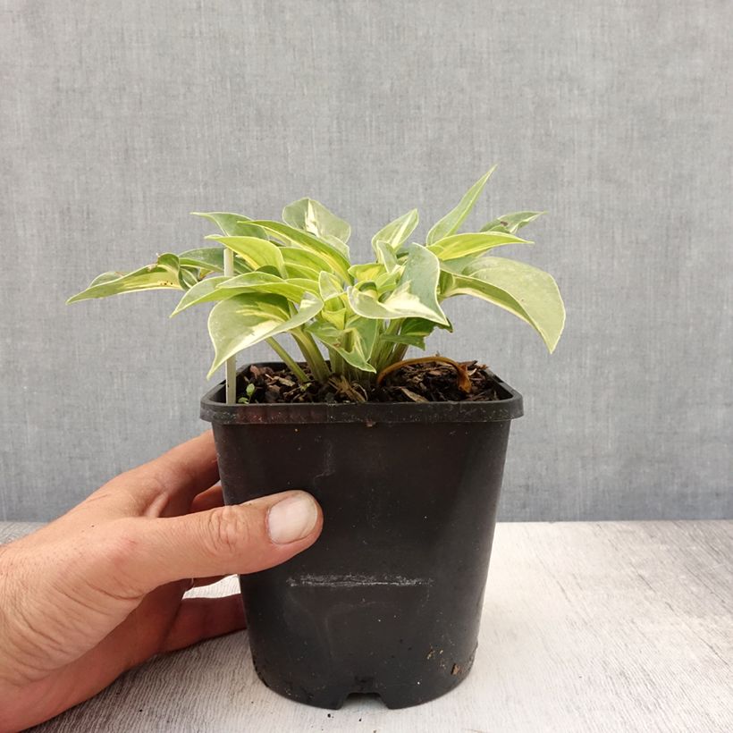 Exemplaar van Hosta Stand by Me - Hartlelie Pot van 1,5 l/2 l zoals geleverd in de zomer