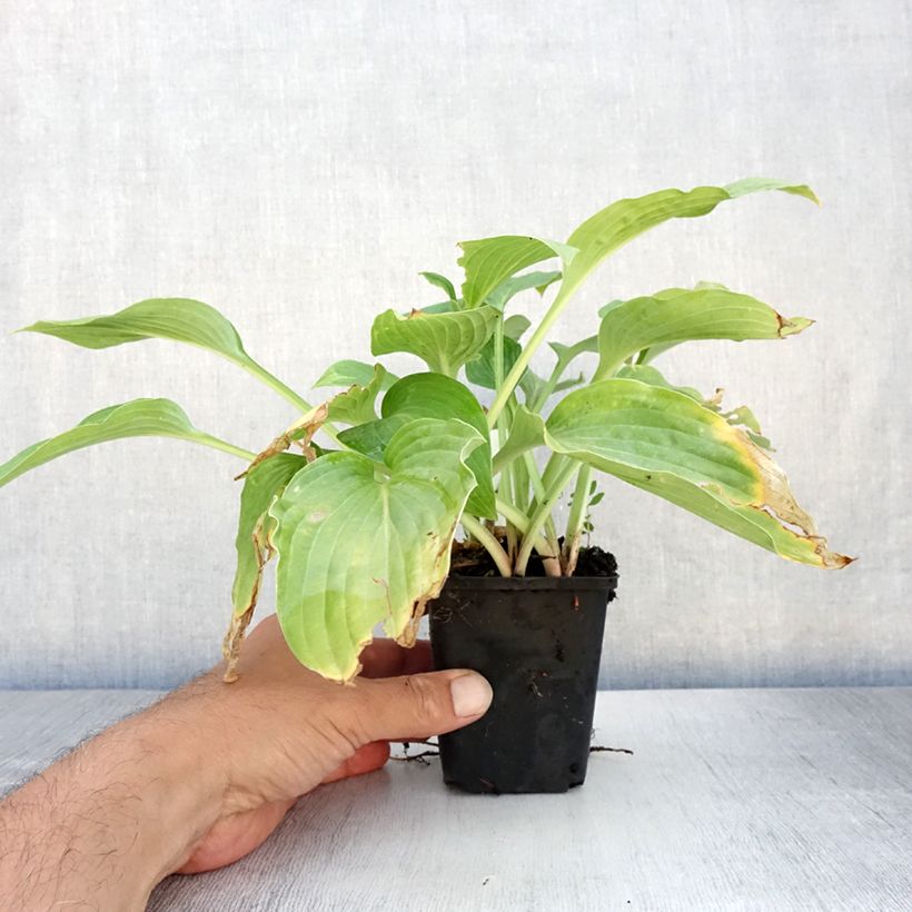 Exemplaar van Hosta Striptease - Hartlelie Kweekpotje van 8/9 cm zoals geleverd in de zomer