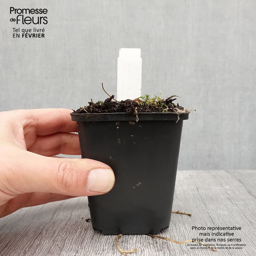 Example of Hosta Striptease Kweekpotje van 8/9 cm as you get in hiver