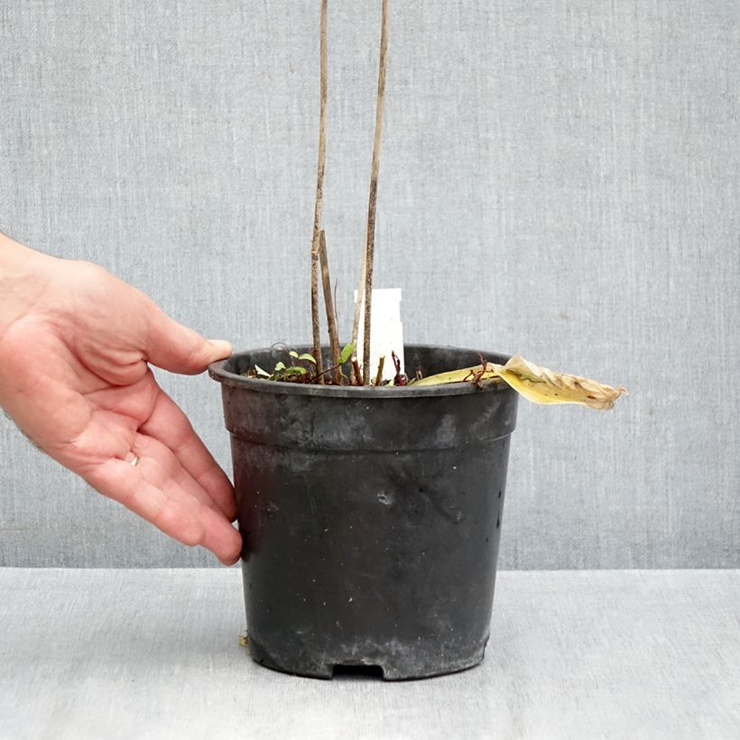 Exemplaar van Hosta Striptease - Hartlelie Pot van 2 l/3 l zoals geleverd in de herfst