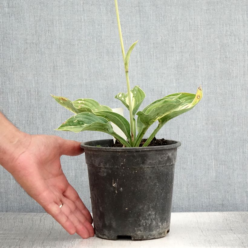 Exemplaar van Hosta Striptease - Hartlelie Pot van 2 l/3 l zoals geleverd in de zomer