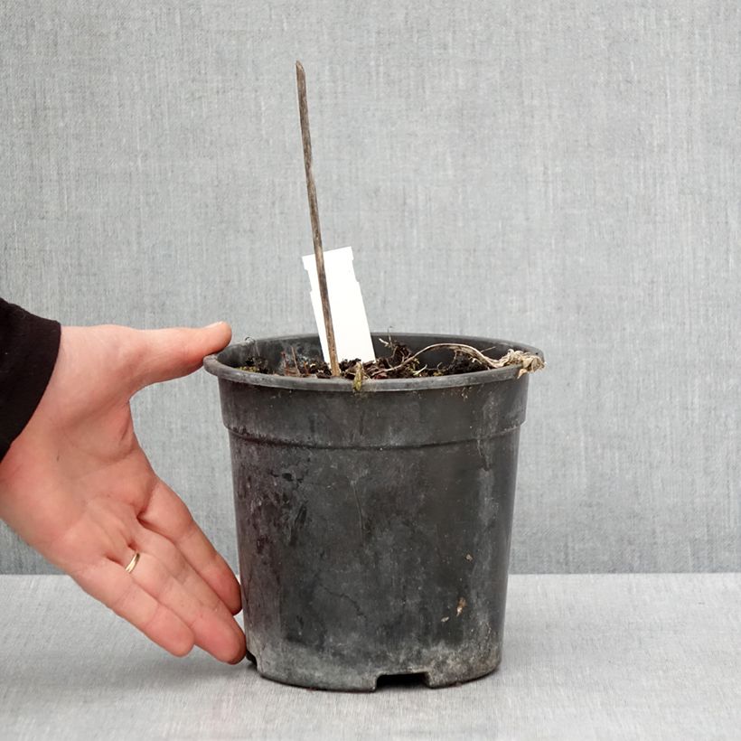 Exemplaar van Hosta Striptease - Hartlelie Pot van 2 l/3 l zoals geleverd in de lente