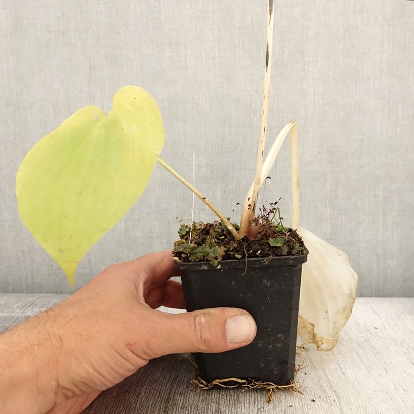 Exemplaar van Hosta Sum and Substance - Hartlelie Kweekpotje van 8/9 cm zoals geleverd in de herfst