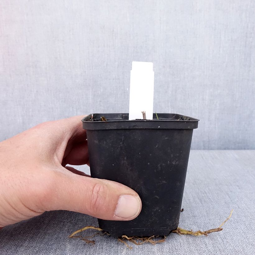 Exemplaar van Hosta Sum of All - Hartlelie Kweekpotje van 8/9 cm zoals geleverd in de lente