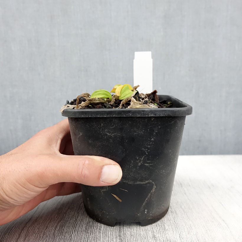 Exemplaar van Hosta Sun Mouse - Hartlelie Pot van 1,5 l/2 l zoals geleverd in de herfst