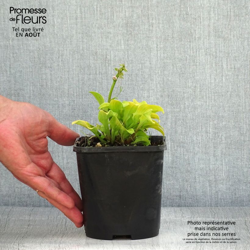 Exemplaar van Hosta Sun Mouse - Hartlelie Pot van 1,5 l/2 l zoals geleverd in de zomer