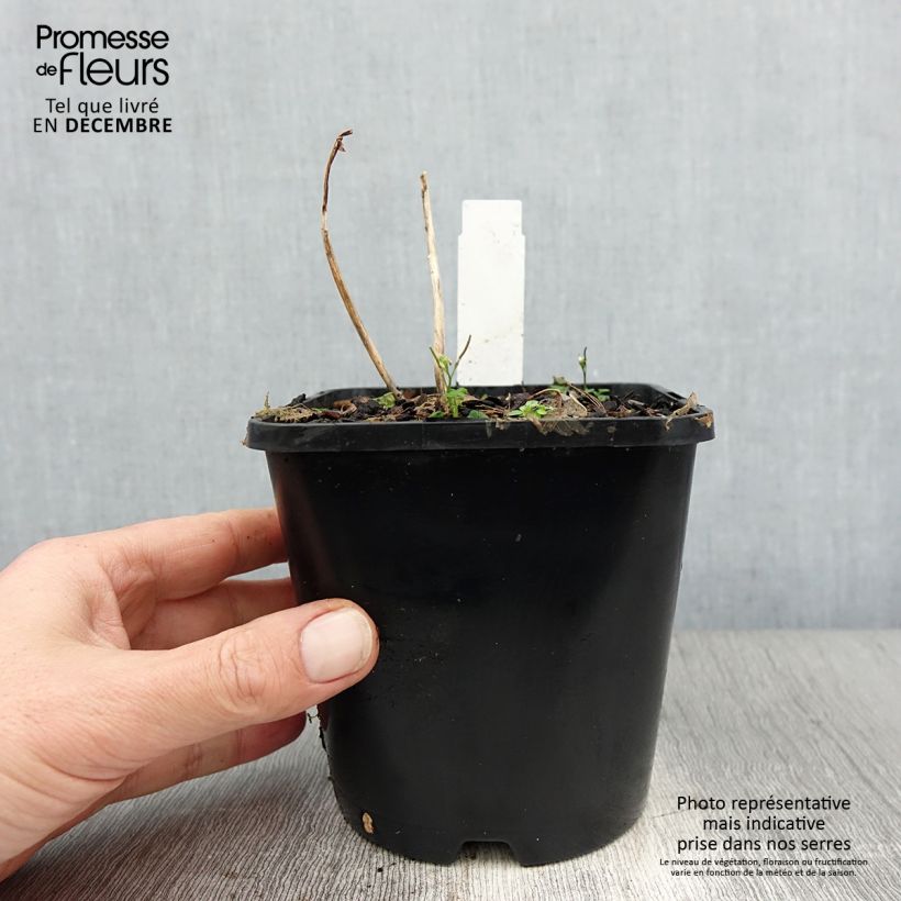 Example of Hosta Sun Mouse Pot van 1,5 l/2 l as you get in hiver