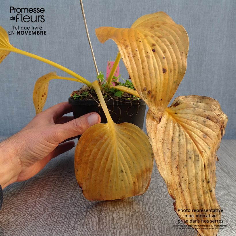 Exemplaar van Hosta T Rex - Hartlelie Pot van 1,5 l/2 l zoals geleverd in de herfst