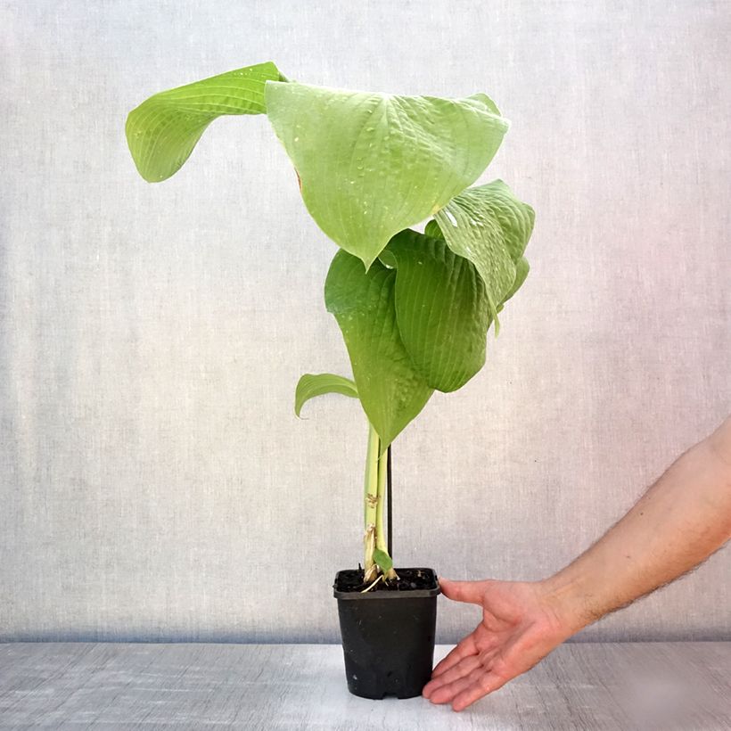 Exemplaar van Hosta T Rex - Hartlelie Pot van 1,5 l/2 l zoals geleverd in de zomer