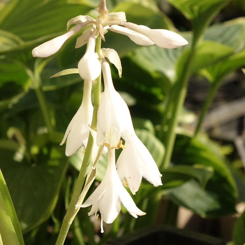 Hosta T Rex - Hartlelie (Bloei)