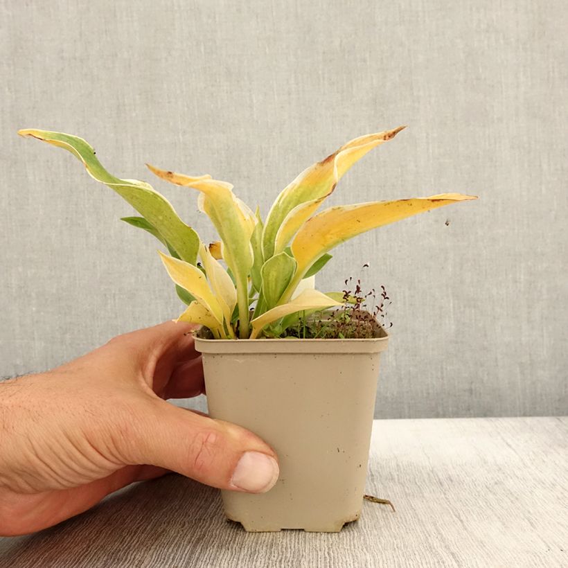 Exemplaar van Hosta tardiana El Niño - Hartlelie Kweekpotje van 8/9 cm zoals geleverd in de herfst