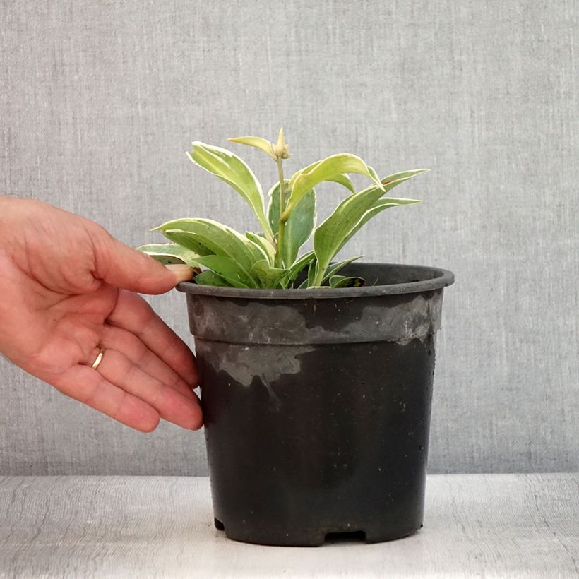 Exemplaar van Hosta tardiana El Niño - Hartlelie Pot van 2 l/3 l zoals geleverd in de zomer