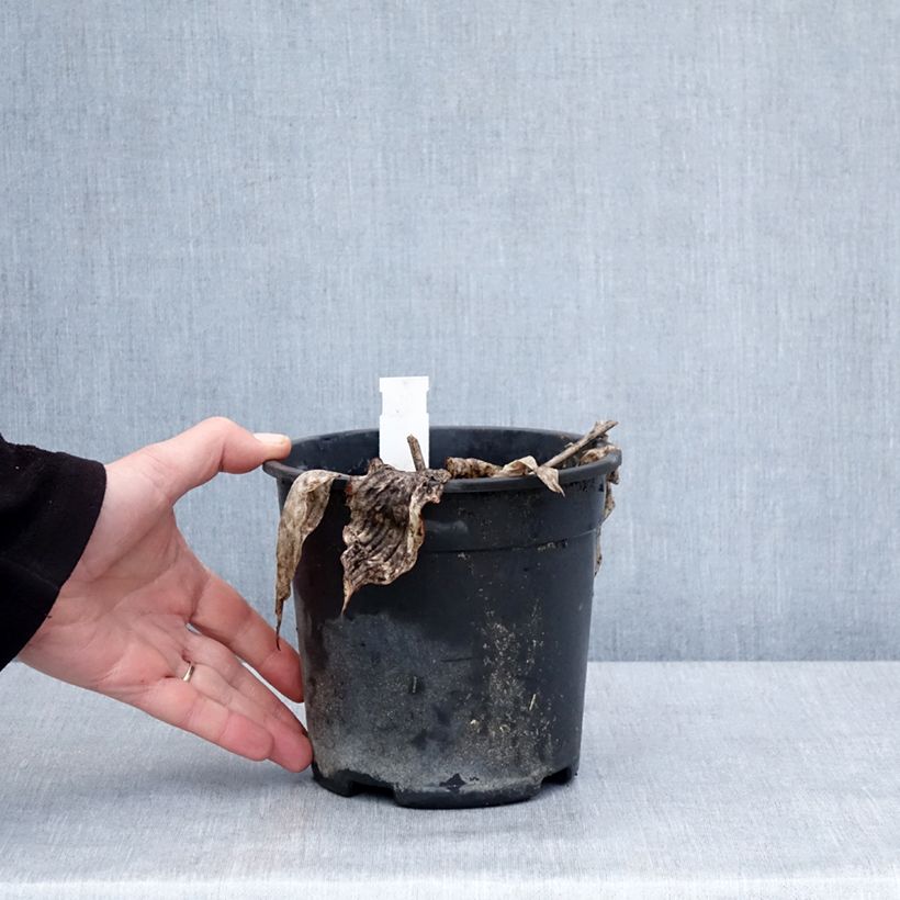 Example of Hosta tardiana El Niño - Hartlelie Pot van 2 l/3 l as you get in hiver