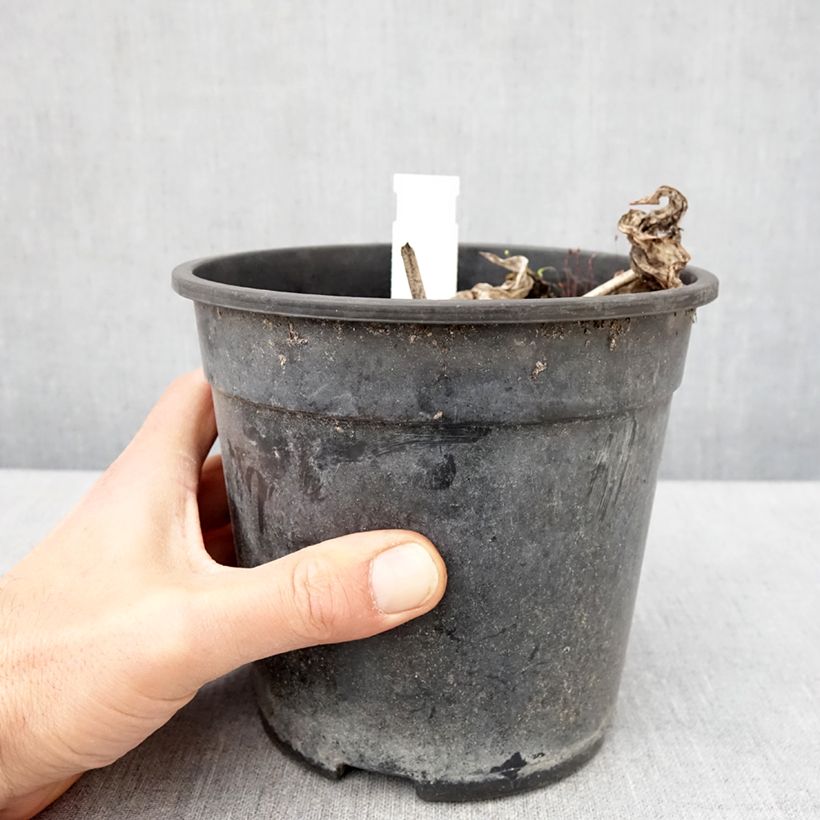 Exemplaar van Hosta tardiana El Niño - Hartlelie Pot van 2 l/3 l zoals geleverd in de lente