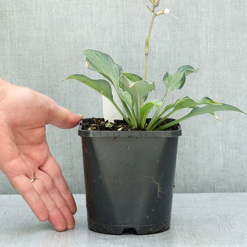 Exemplaar van Hosta Teacher's Pride Pot van 1,5 l/2 l zoals geleverd in de zomer
