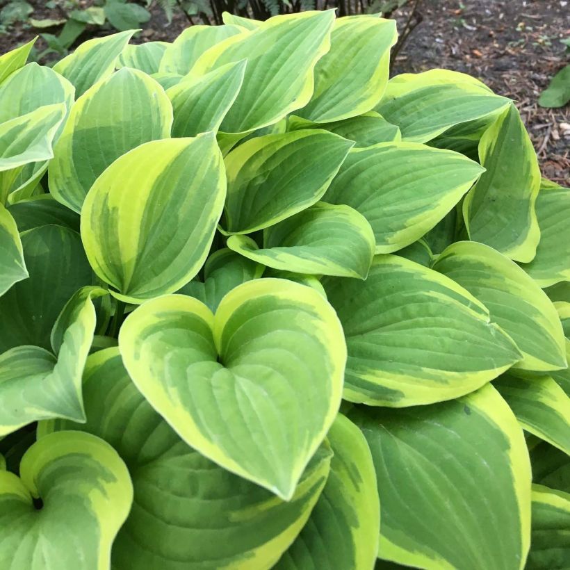 Hosta The King - Hartlelie (Foliage)