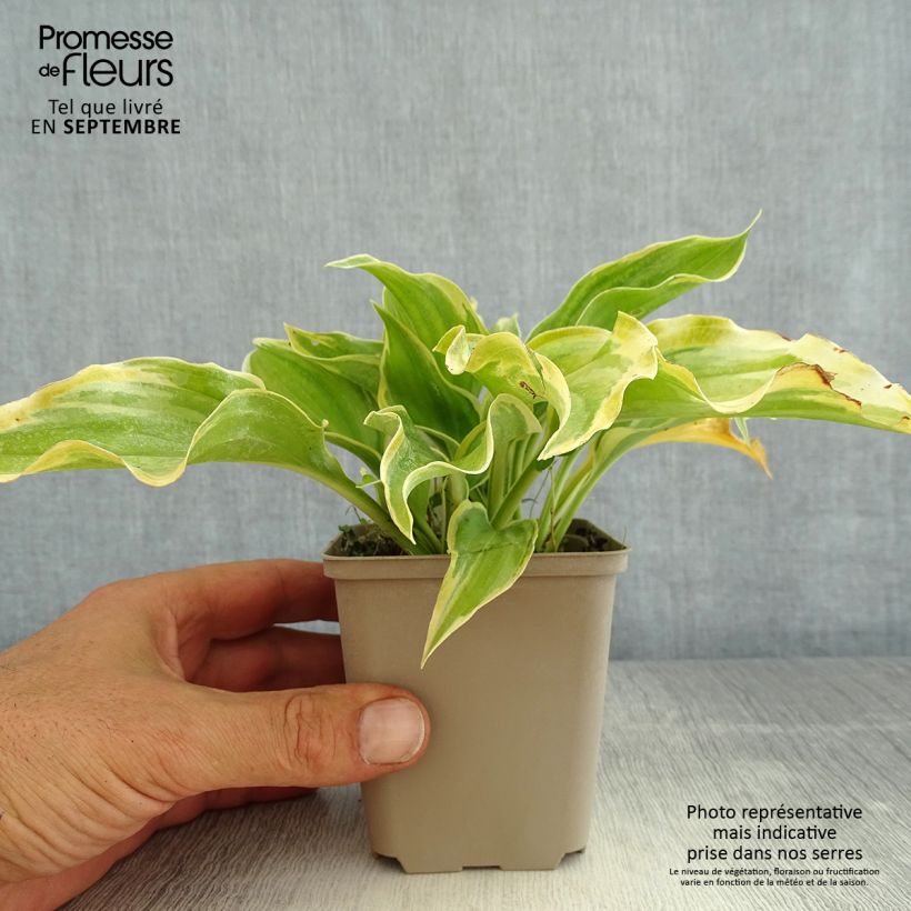 Exemplaar van Hosta The King - Hartlelie Kweekpotje van 8/9 cm zoals geleverd in de zomer