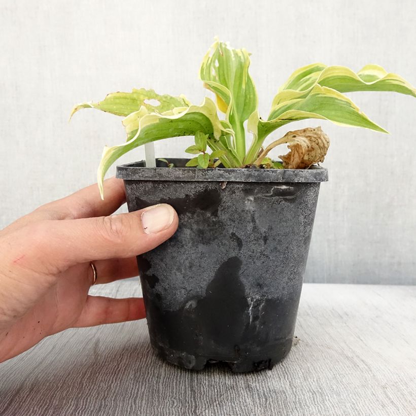 Exemplaar van Hosta The King - Hartlelie Pot van 1,5 l/2 l zoals geleverd in de herfst