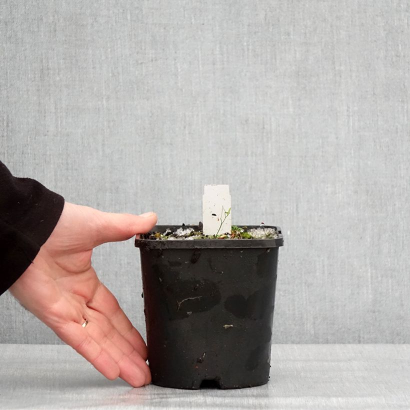 Example of Hosta The King - Hartlelie Pot van 1,5 l/2 l as you get in hiver