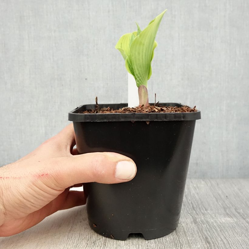 Exemplaar van Hosta The King - Hartlelie Pot van 1,5 l/2 l zoals geleverd in de lente