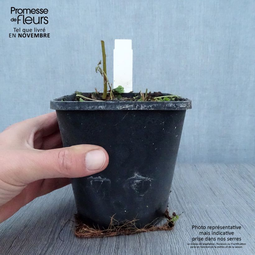 Exemplaar van Hosta Timeless Beauty - Hartlelie Pot van 1,5 l/2 l zoals geleverd in de herfst