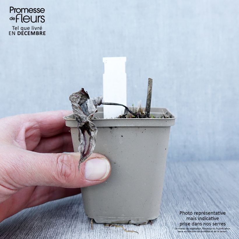 Exemplaar van Hosta Touch Of Class - Hartlelie Kweekpotje van 8/9 cm zoals geleverd in de herfst
