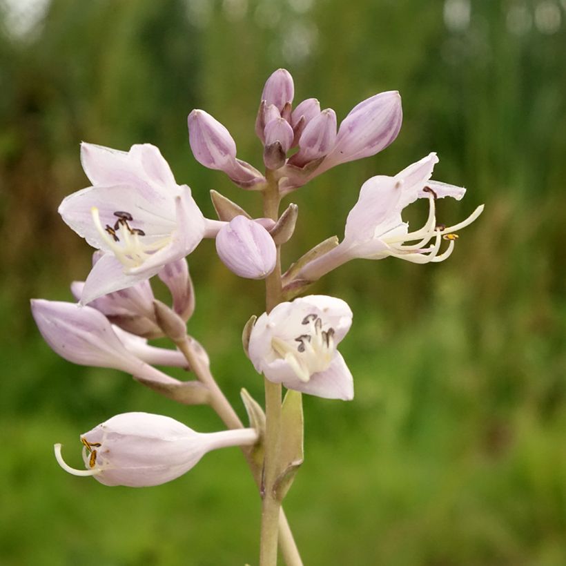 Hosta Touch Of Class - Hartlelie (Bloei)