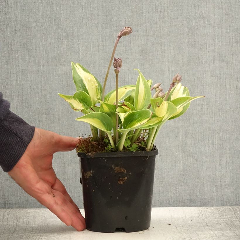 Exemplaar van Hosta Touch Of Class - Hartlelie Pot van 1,5 l/2 l zoals geleverd in de zomer